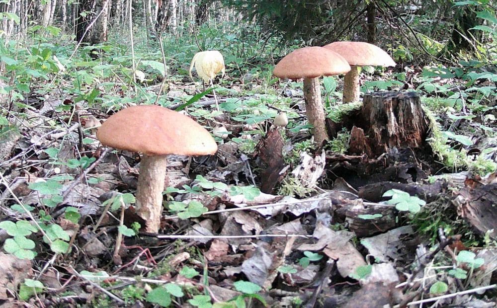 Vienmēr esat vēlējušies uzzināt, kā aug sēnes Latvijā? Lūk, šādi!