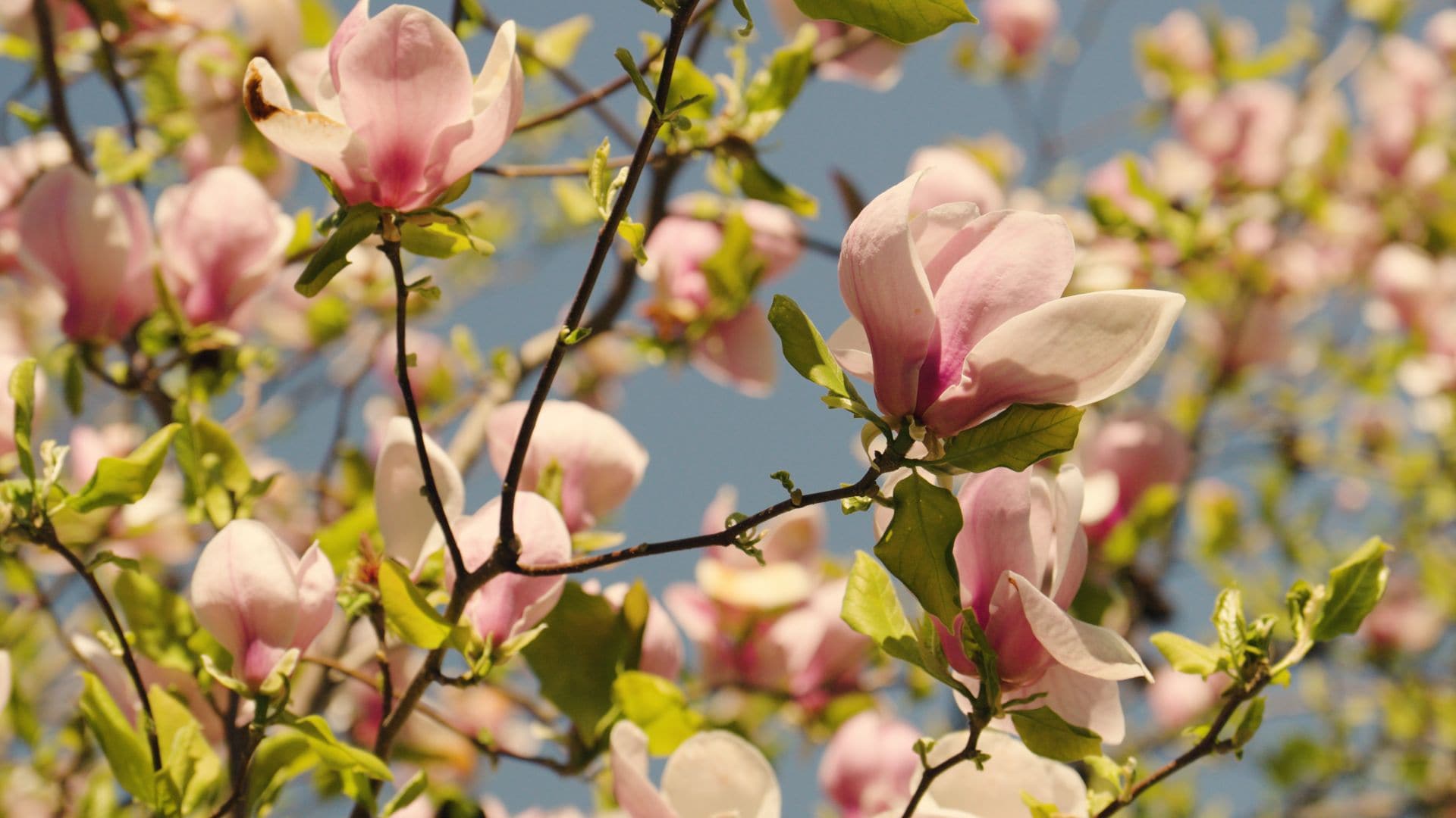 Latvijas Universitātes Botāniskajā dārzā krāšņi zied magnolijas