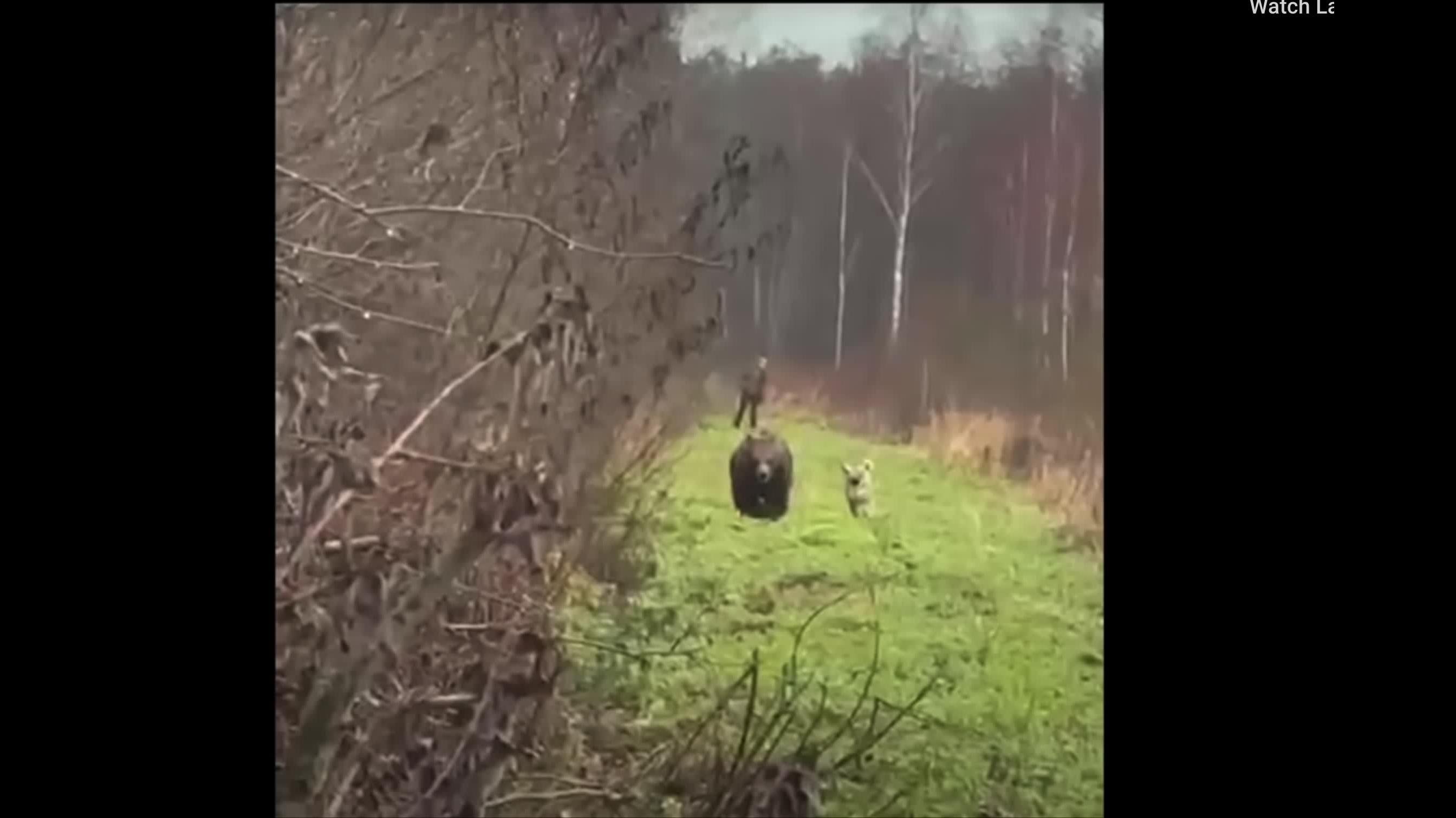 Mednieks Ogres novadā iemūžinājis šaušalīgu tikšanos ar lāci