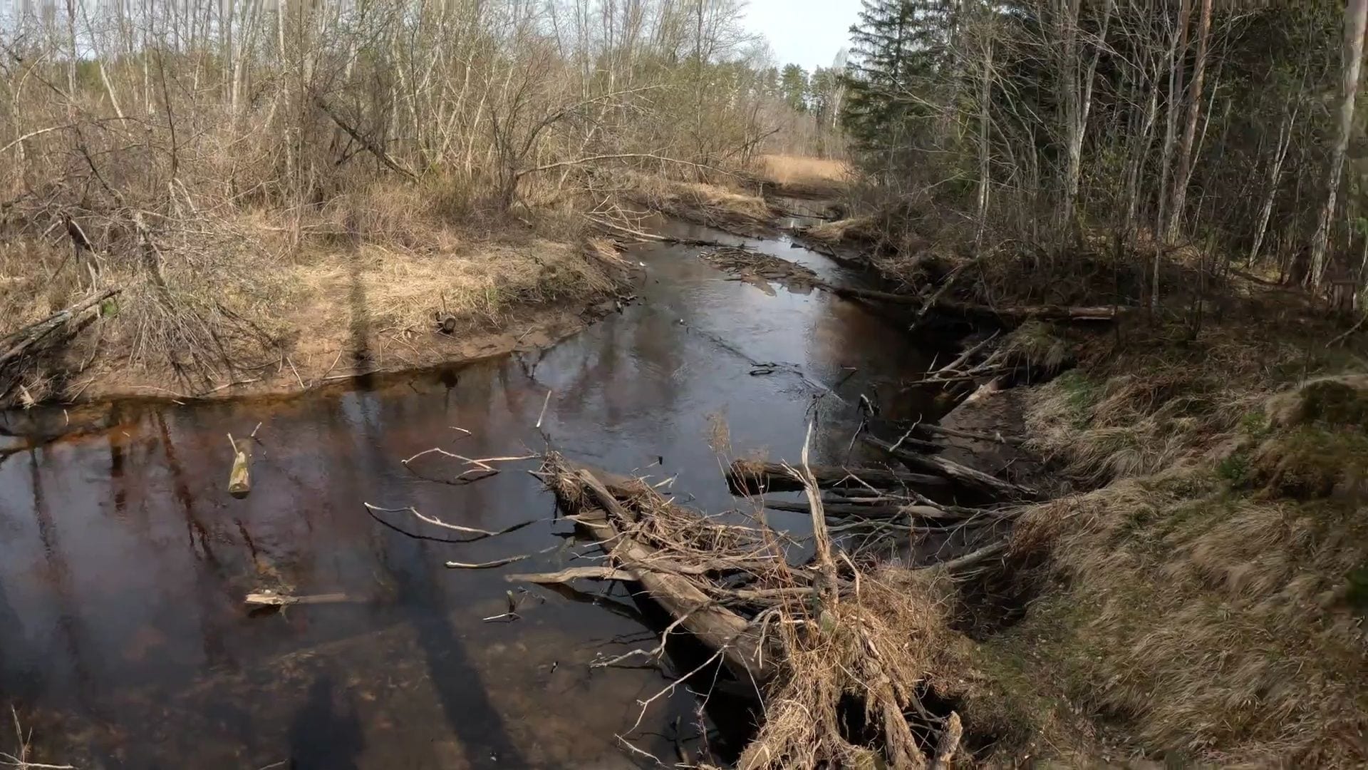 Zaļais makšķernieks