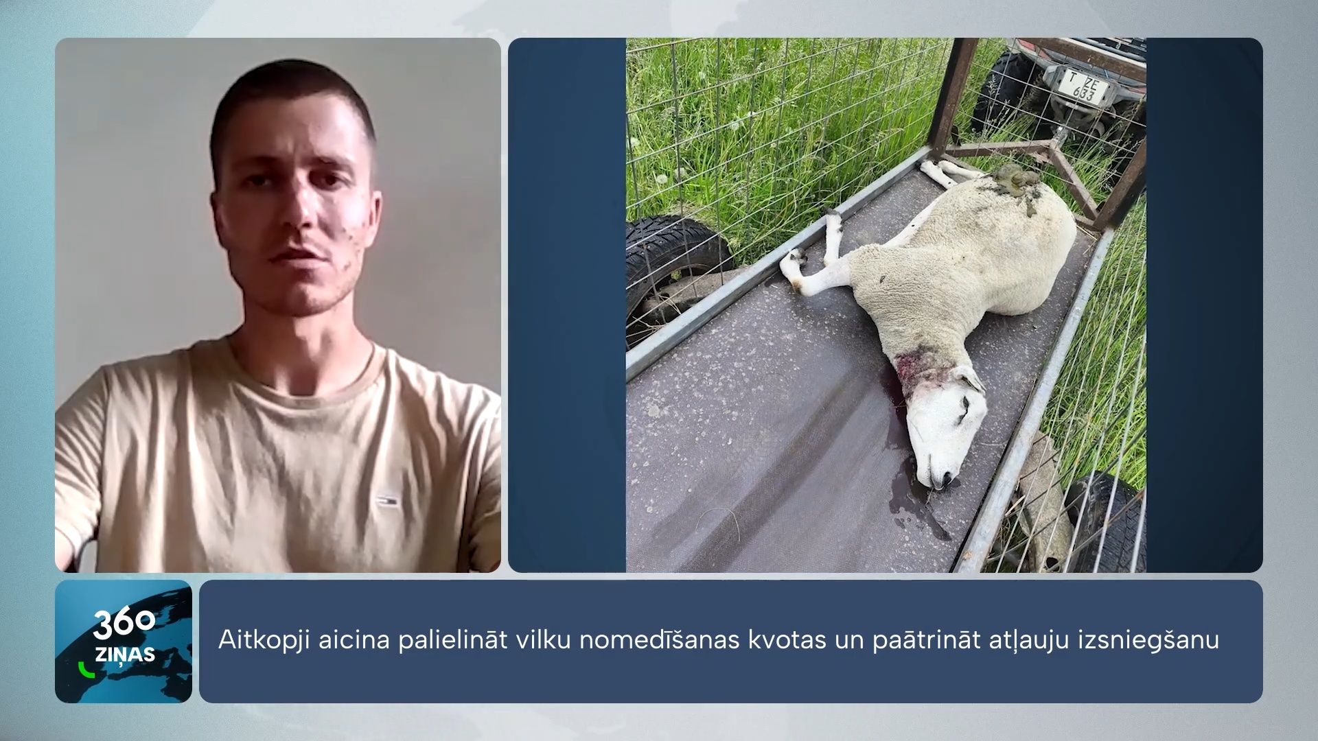 Aitkopji aicina palielināt vilku nomedīšanas kvotas un paātrināt atļauju izsniegšanu