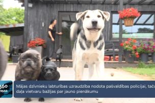 Mājas dzīvnieku labturības uzraudzība nodota pašvaldības policijai