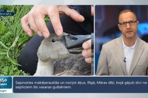 Pēc traģiskas gulbēnu nāves iedzīvotāji rosina aizliegt makšķerēt Māras dīķī