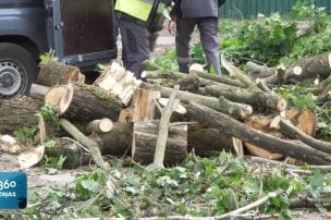 Rīgā turpina vākt vētras gāztos kokus, bet pie arboristiem veidojas rindas