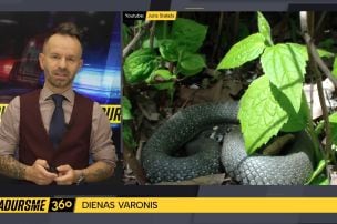 Iespaidīga izmēra zalktis pārbiedē cilvēkus Ventspilī
