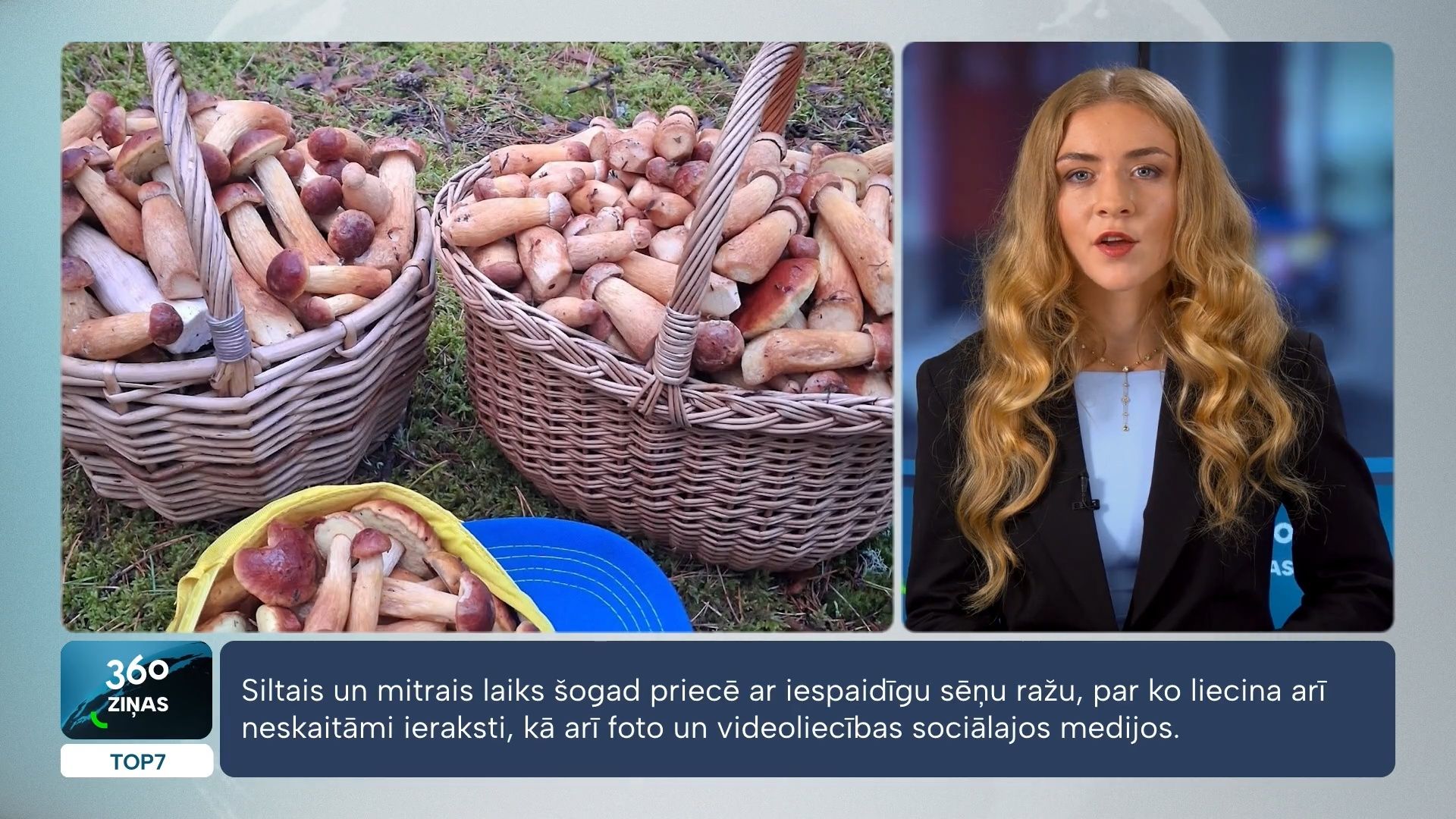 Neticams ķēriens Sēlijas mežos – sēņotāji tiek pie 600 baravikām
