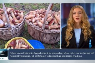 Neticams ķēriens Sēlijas mežos – sēņotāji tiek pie 600 baravikām