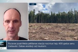 Rucavas pusē izcirsta viena no, iespējams, vecākajām mežaudzēm Latvijā
