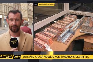 Burkānu krava slēpj pārsteigumu – muitnieki atrod simtiem tūkstošu kontrabandas cigarešu