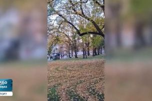 Pie Latvijas Mākslas akadēmijas no rudens lapām izveidots neparasts mākslas darbs